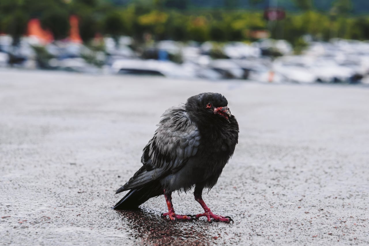 雨后路面的鸽子特写