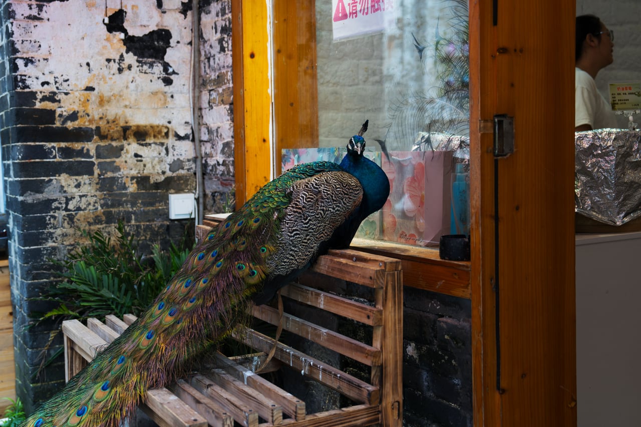门边停驻的孔雀