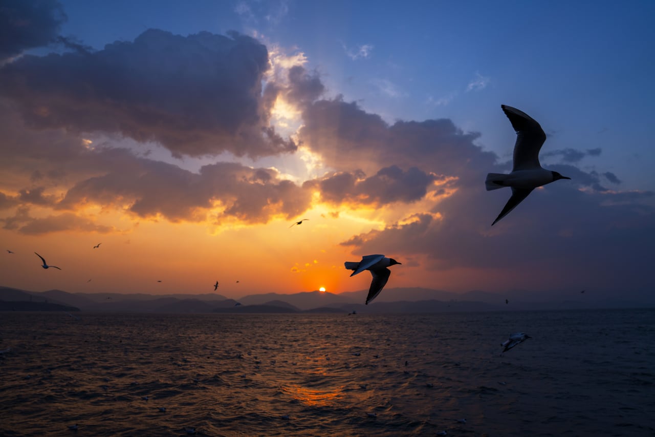 海边落日与飞鸟