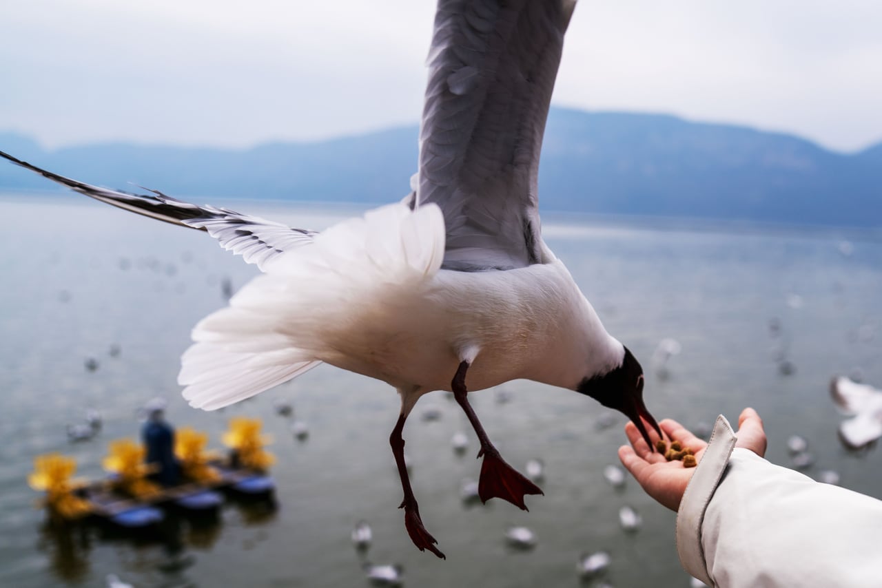 湖边伸手喂鸟的瞬间