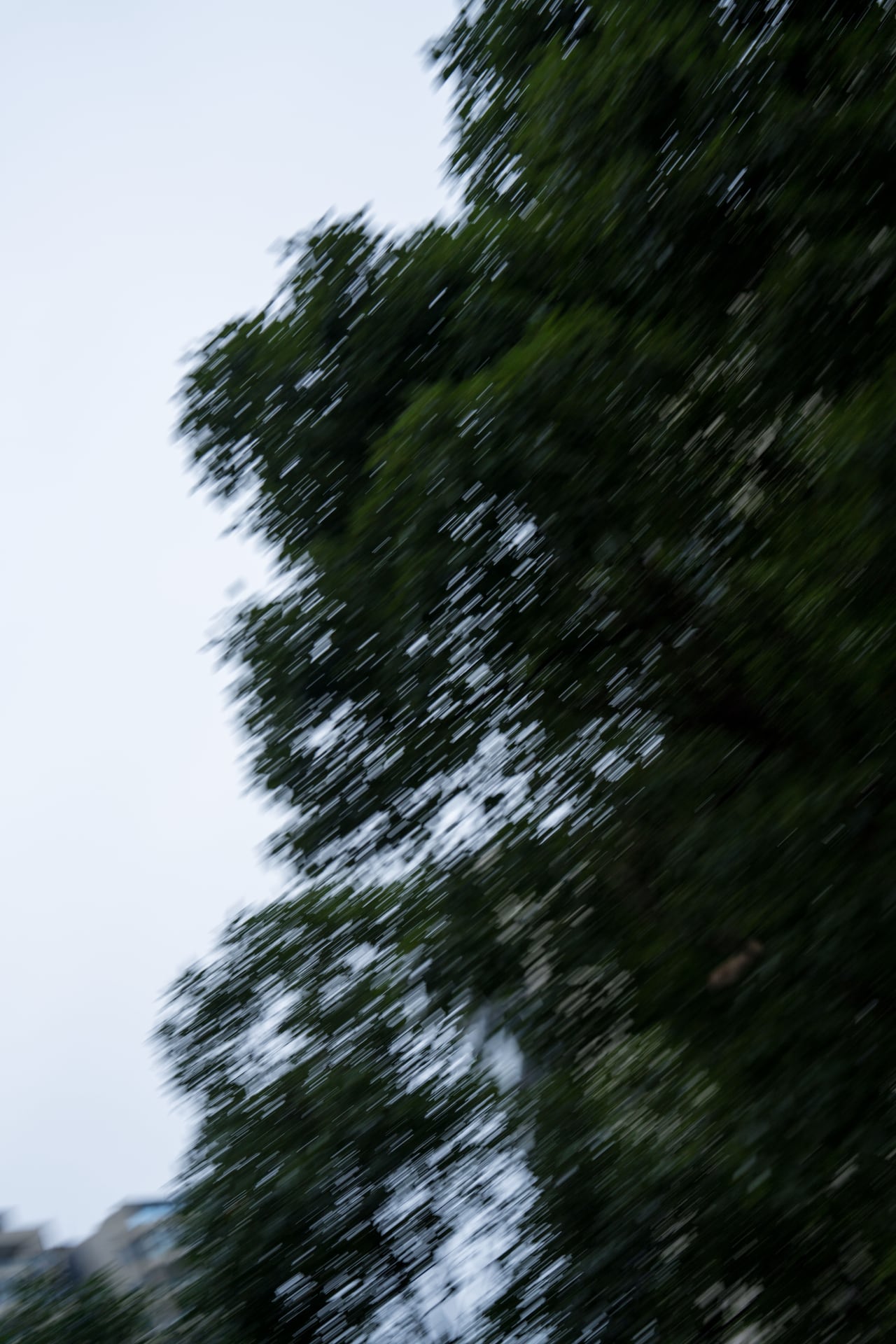 树影扫过的动态模糊